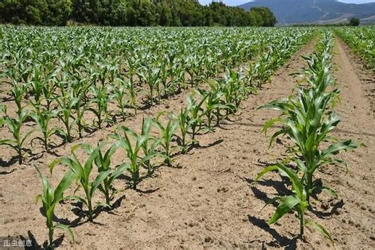 承包1000地种植麦子玉米能够赚多少钱