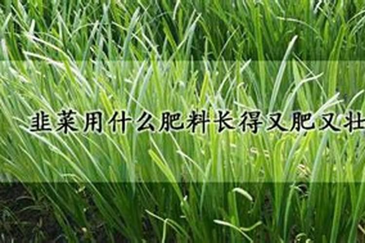韭菜用什么肥料长得又肥又壮