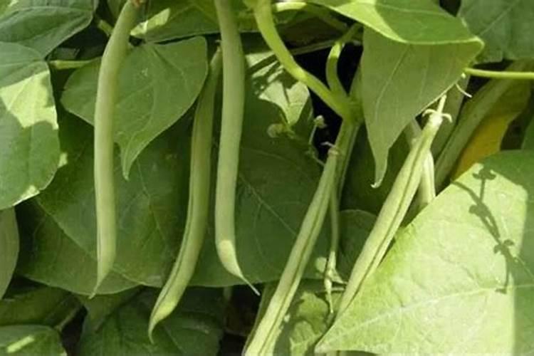 四季豆用什么肥料最好