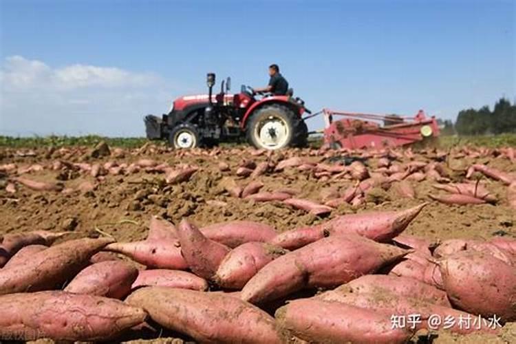 种红薯上什么肥料最好