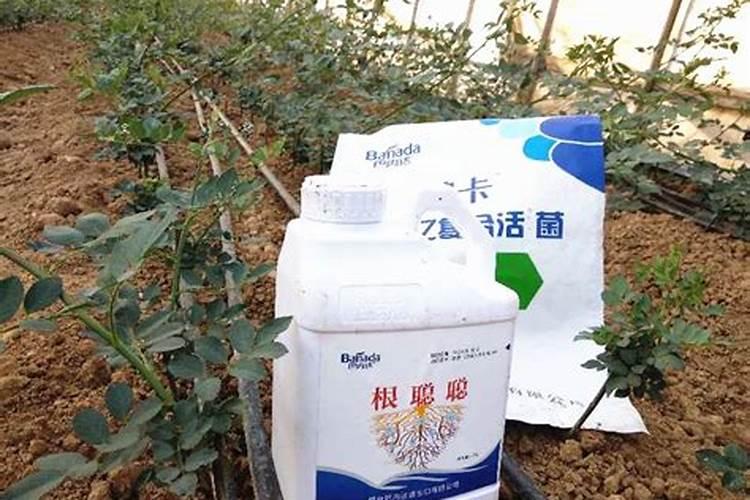 水溶肥好还是生根剂好用？