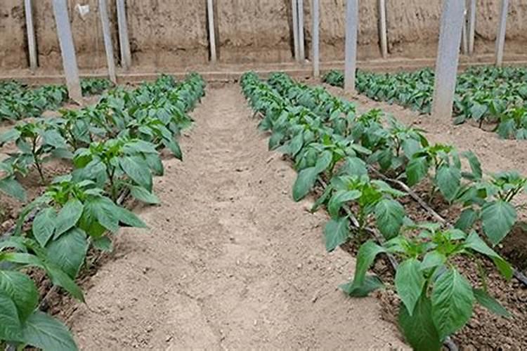 辣椒定植后几天浇缓苗水好需要冲施养根的肥料吗？请老师解答一下谢谢...