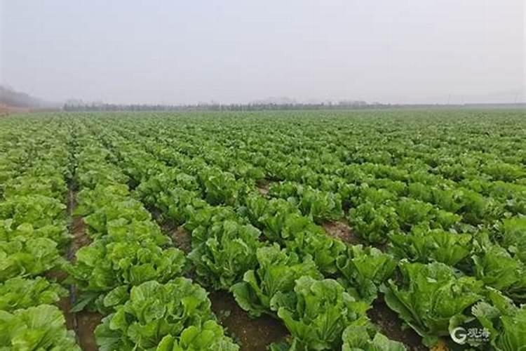大白菜种完出来15天后,咋追土杂肥好？