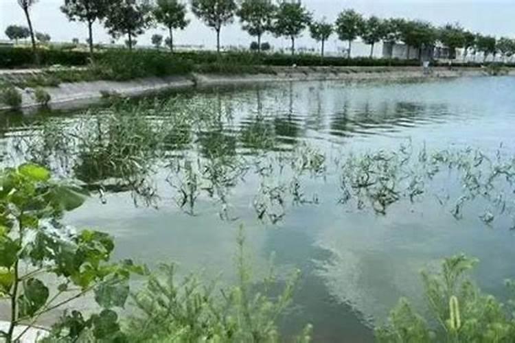 生物肥可以杀蓝藻吗？