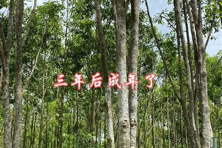 奇楠小苗种植后什么时候可以施肥？