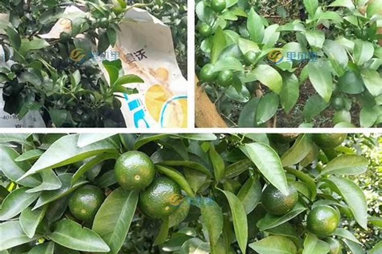 柑橘膨果期怎样兑水溶肥最好？