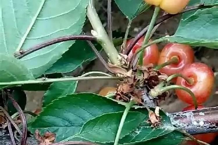 南方樱桃花期能不能喷磷酸二氢钾、糖醇钙和流体硼？