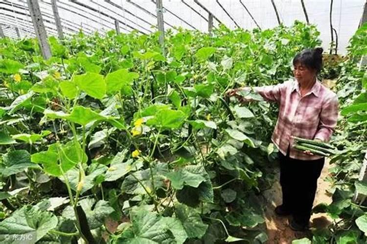 黄瓜什么时候用高钾肥料 怎么施肥提高产量