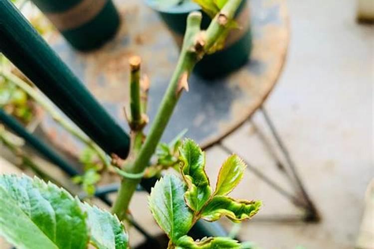 早春月季水溶肥频率多少合适种植？