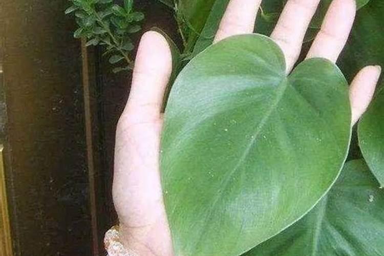 叶面肥厚的绿植有哪些种类呢？