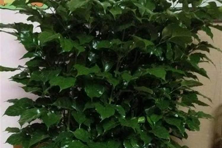 幸福树氮肥用量多少合适呢？