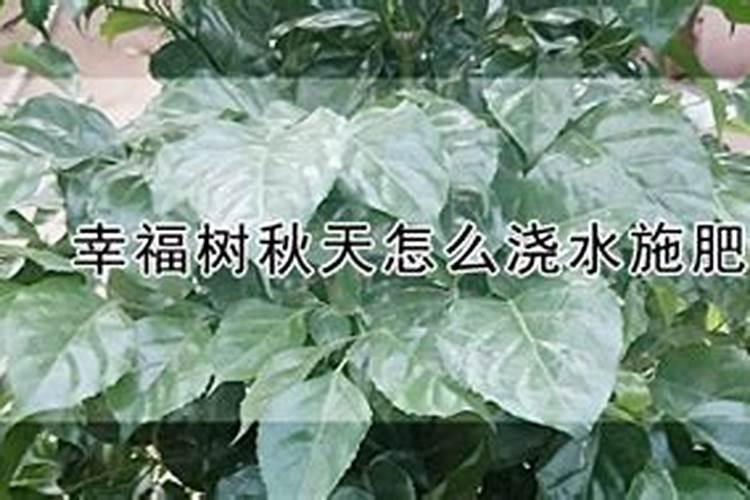 幸福树怎么施肥