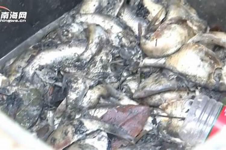 死鱼沤肥比花生饼肥好吗？