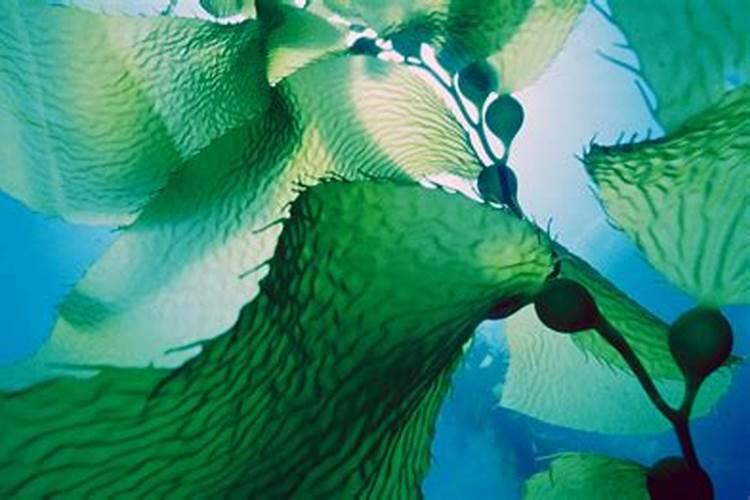 海藻肥和植物生长的区别在哪？