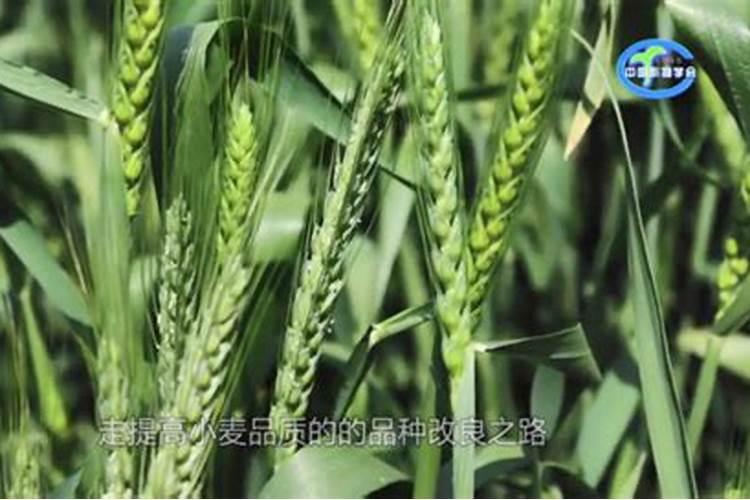 氮肥过剩会影响小麦的育穗吗？