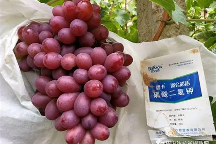 西瓜可以用芸苔素加磷酸二氢钾加多菌灵一起使用能吗？