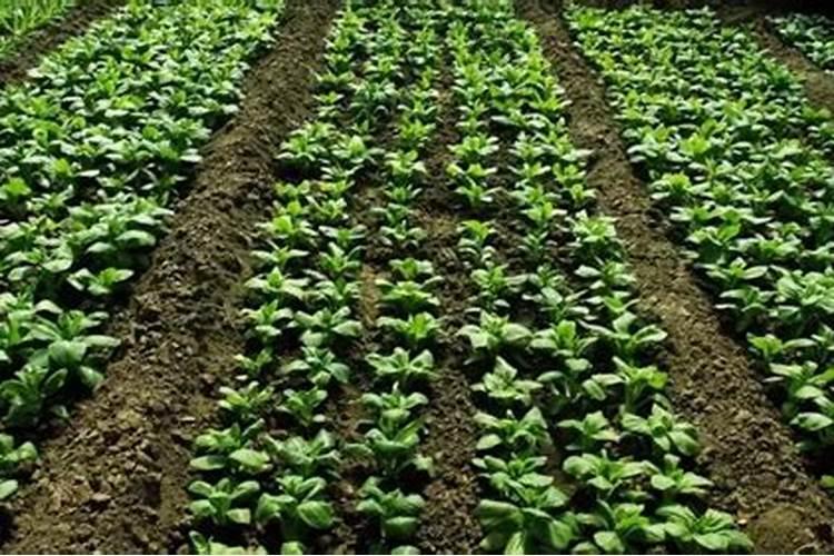 种菜需要放什么肥料最好？
