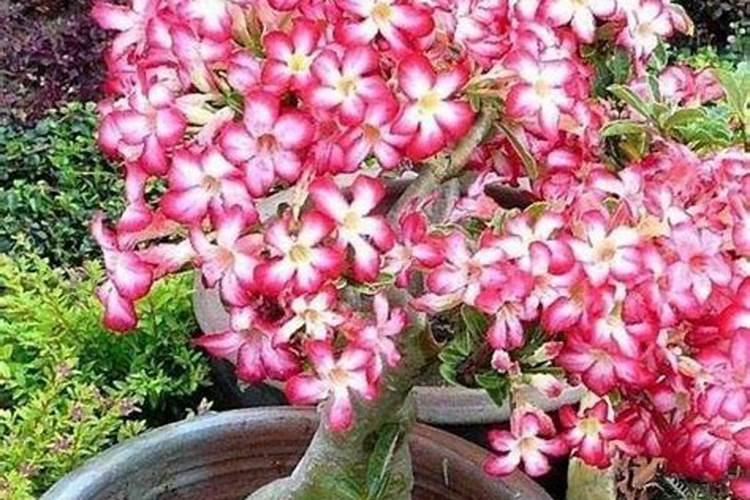 用什么水浇灌沙漠玫瑰花开满树