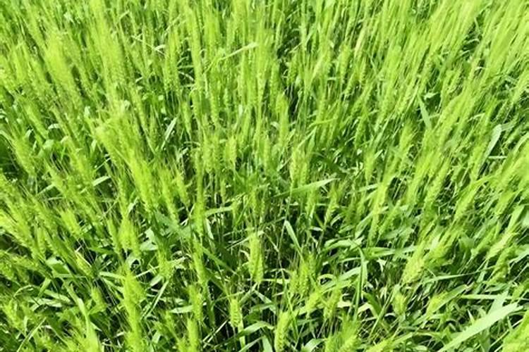 小麦春季追肥用什么肥料好
