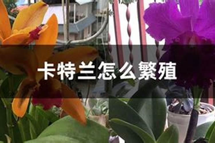 卡特兰需要什么肥料？