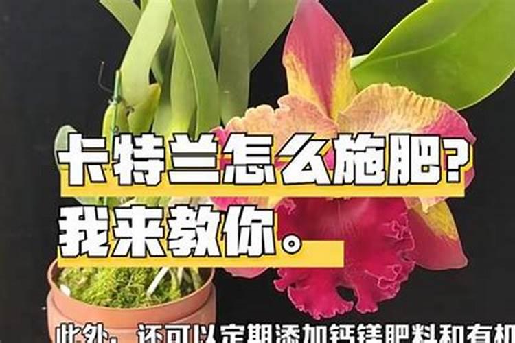 卡特兰怎么施肥