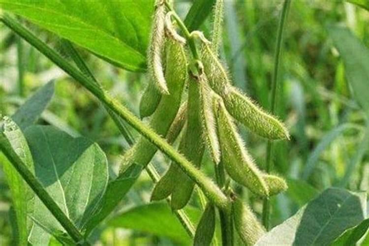 玉米花期可以冲施黄腐酸钾吗？