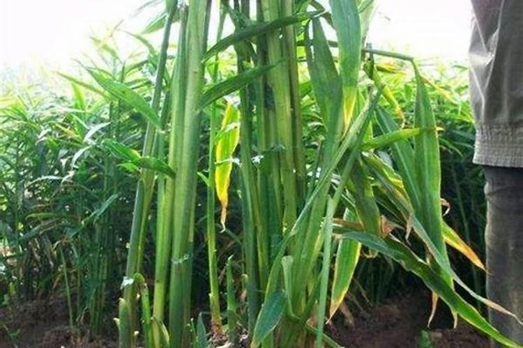 种植生姜什么时候施钾肥最好？