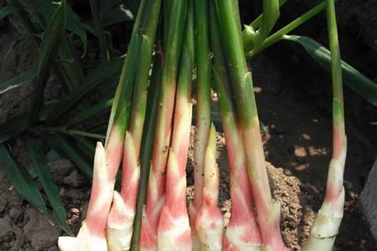 种植生姜何时施肥 种植生姜什么时候合适施肥