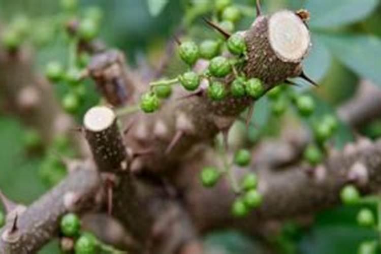 花椒树什么时候施肥好 花椒的施肥时间