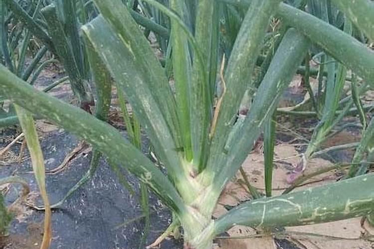 洋葱膨大期能不能用芸苔素？