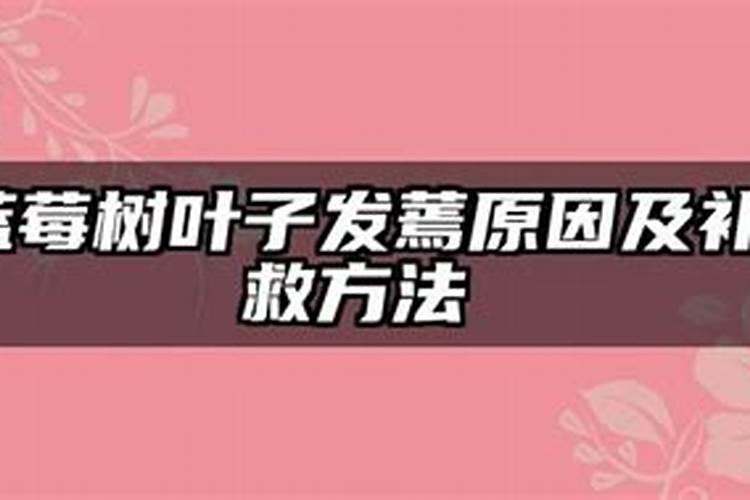 蓝莓树叶子发蔫原因及补救方法