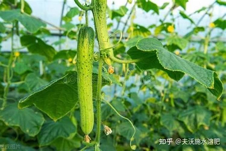 高氮肥料有哪些,用什么肥料黄瓜产量高