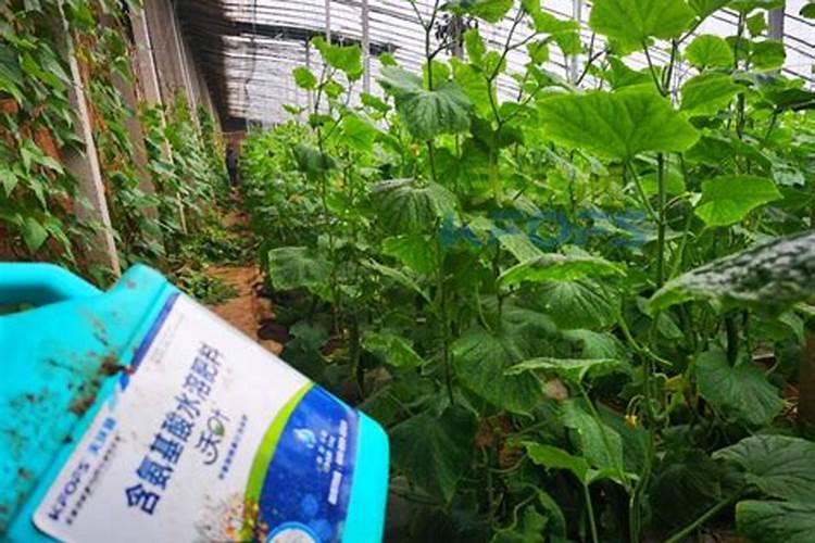 黄瓜现在冲施什么肥料？
