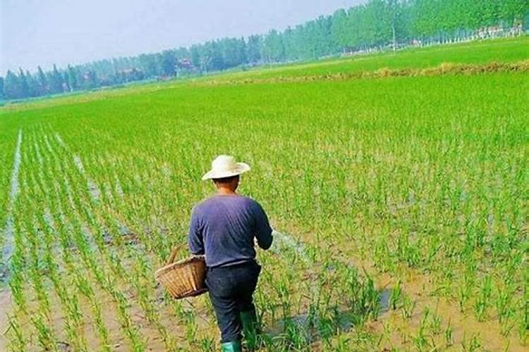 施肥水稻苗期怎么施肥