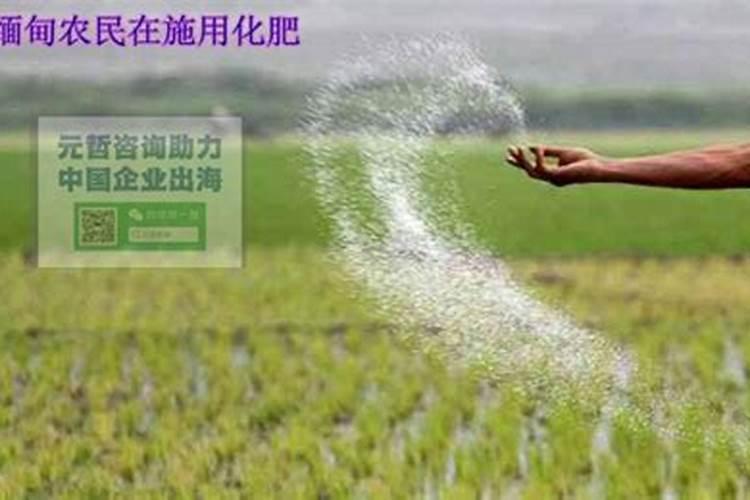 缅甸化肥进口量大吗？