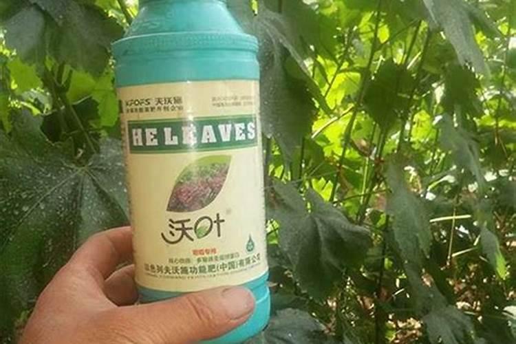 牡丹花可以喷叶面肥吗 注意事项有哪些