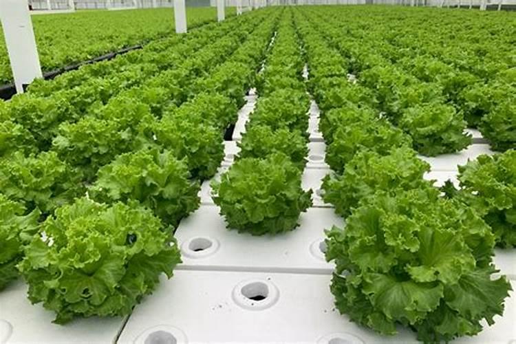 您知道温室水培系统需要哪些设施和设备吗