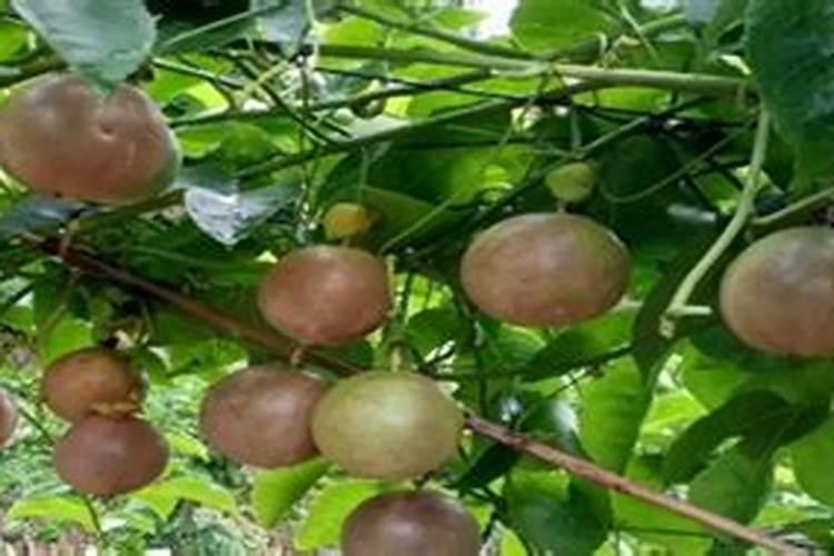 百香果用什么肥料最好